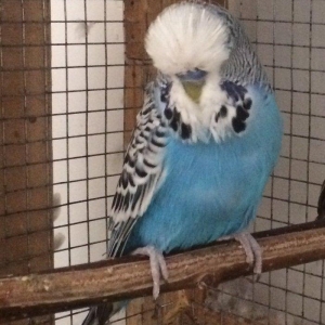 Tutuqusu vistifka. Tam saglam ve aktiv qusdur. Sat