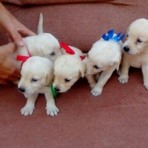 Labrador retriever balalari
satılır, erkək və 