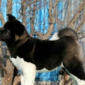 cinsi akita satlir elave mellumat whatsap ve ya telde elaqe