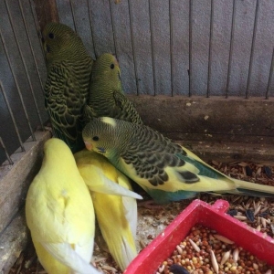 10 man quslar tam sagalm ve aktiv.ele oyretmek ve 