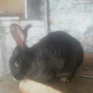 5 boyuk dosan (4u disi_1i erkek)bes bala dosan iki ayliq 50 azn