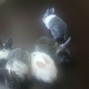 5 boyuk dosan (4u disi_1i erkek)bes bala dosan iki ayliq 50 azn