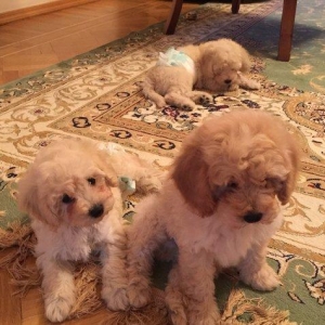 2ayliq pudel balalari. Iyne ve dermanlari edilib. Erkek tund disi ag r