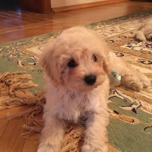 2ayliq pudel balalari. Iyne ve dermanlari edilib. Erkek tund disi ag r