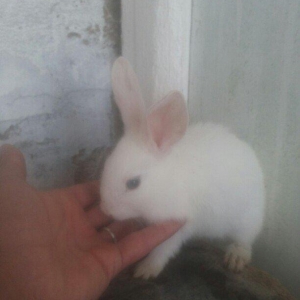 5 iri dosan dord dord disi bor erkek ve 5 bala dos