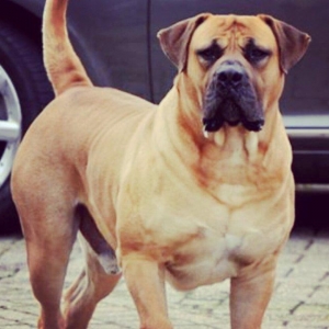 Boerbole balası satılır 1 dişi bala qalıb 2 ay 7 günlük balanın burda