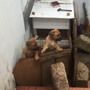 Boerbole balası satılır 1 dişi bala qalıb 2 ay 7 günlük balanın burda