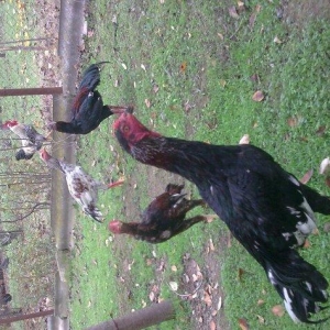 heyrati becə satılır 70 azn.Cinsi temiz türkdü.Atasını Gecede meydan v