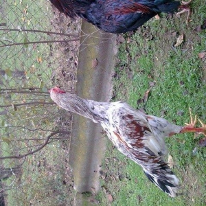 heyrati becə satılır 60 azn.cinsi temiz türkdü.9 aylıqdı teZE aylıb.he