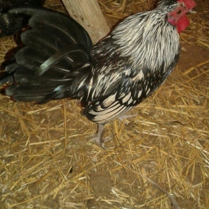 Sibrayt gumuwu xaruz 3eded deyiwtirili feresiyle yada 2 eded xoruz sat