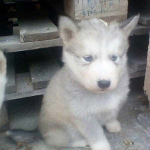 Сибирский хаски окрас серы�