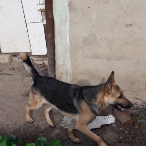 salam tecili satilir xarice gedirem ona gore bala vaxtindan ozumde