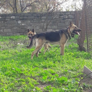 salam tecili satilir xarice gedirem ona gore bala vaxtindan ozumde