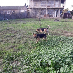 salam tecili satilir xarice gedirem ona gore bala vaxtindan ozumde