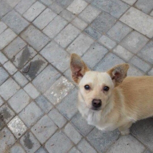 1 erkey 2 diwi zvanoklar.erkey 1 yaw 1 ayliq.diwi 