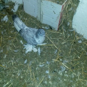 balalar ebrejden cixma balalardi. biri qaradi o biride cilbawa oxwuyur