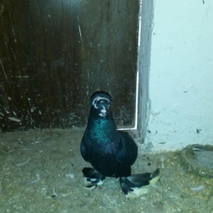 balalar ebrejden cixma balalardi. biri qaradi o biride cilbawa oxwuyur