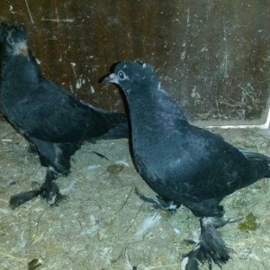 balalar ebrejden cixma balalardi. biri qaradi o biride cilbawa oxwuyur