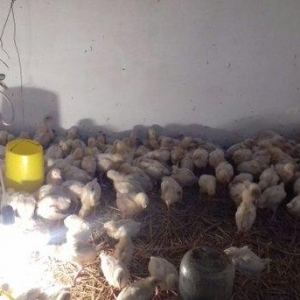 bu sort xarkov etlik sortudur.18 gunlukdur.cin kim