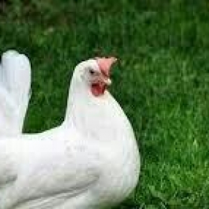 bu sort xarkov etlik sortudur.18 gunlukdur.cin kimi dirler.butun lazim