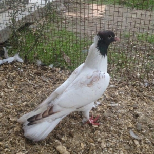 hazır bala veren damazlığ qara bawlardı tecılı satılır 16..17 tuk keki