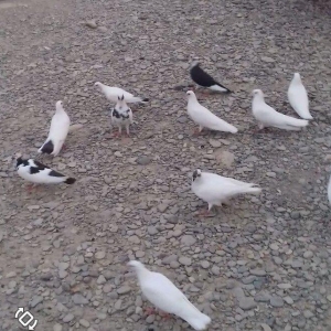 Quslari legv edrem  hamsi hem oynagdilar hemde ucan super quslardilar