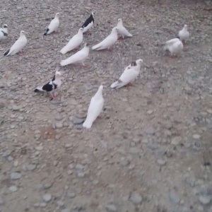 Quslari legv edrem  hamsi hem oynagdilar hemde ucan super quslardilar