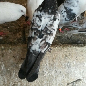 kovan baladir Çiller'in altından cixib 