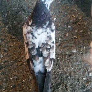 kovan baladir Çiller'in altından cixib ciddi olan narahat etsin wp var