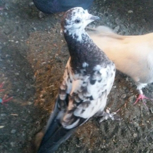 kovan baladir Çiller'in altından cixib ciddi olan narahat etsin wp var