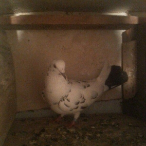 qizgin erkekdi uzun quwdu 15 16 quyruqduTutulmadi isteyen wp yaza bil