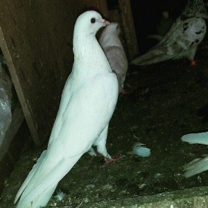 Ag uzun maya göz qabaginda ayaginda znaki var ciddi olmayan narahat et