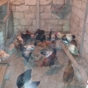 kənd çolpaları tam sağlamdırlar 60  70 ədəd olar hamısı bir yerdə satı