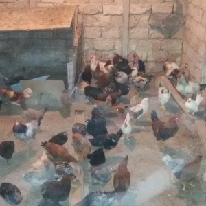 kənd çolpaları tam sağlamdırlar 60  70 ədəd olar hamısı bir yerdə satı