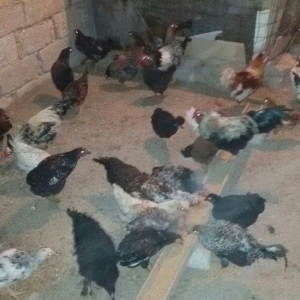 kənd çolpaları tam sağlamdırlar 60  70 ədəd olar hamısı bir yerdə satı