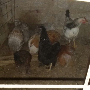 brama cücələri satılır 3 aylıqdırlar hamısı bir yerdə satılır real alı