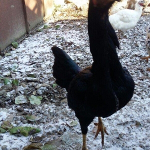 Fereler satılır.Ayrı ayrı cinslərdi. Kulun qiyməti 100. O birilər cutu