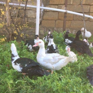 lal ordek 20 eded var sekilde gorduyun kimidir