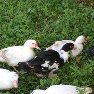 lal ordek 20 eded var sekilde gorduyun kimidir