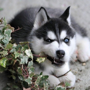 tecili satilir erken ve disidi 8 ayliqdi ustelikde cutlesdirem