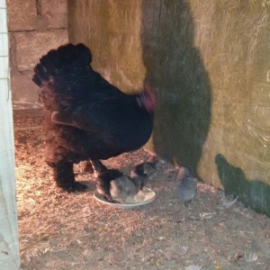 Brama cücələri 1 həvtəlikdirlər 1 ri 10 manata ata və anasının şəkillə