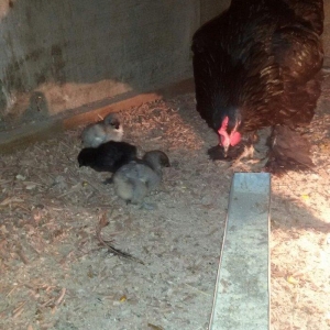 Brama cücələri 1 həvtəlikdirlər 1 ri 10 manata ata və anasının şəkillə