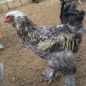 Brama cücələri 1 həvtəlikdirlər 1 ri 10 manata ata və anasının şəkillə