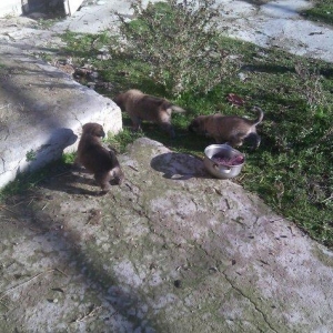 Evrapeski avcarka balalari 25gunukdu 1ri 100manata 2disi 1ri erkem