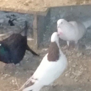 Salam Qırmızı boyun satılır erkəydi 16 tükdü.Boynunda bir az əyrilik v