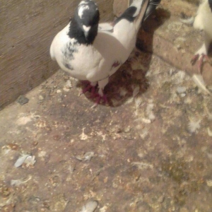 salam iki maya ikisi erkek satılır 4 dü 50 mana