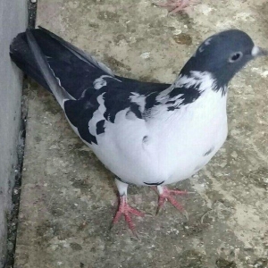 salam iki maya ikisi erkek satılır 4 dü 50 manata qiymet sondu vacapda