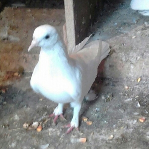 salam iki maya ikisi erkek satılır 4 dü 50 manata qiymet sondu vacapda