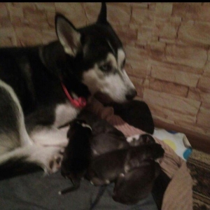 Xaski balalari temiz qan teze olublar. Anasinin atasinin sekli var bax