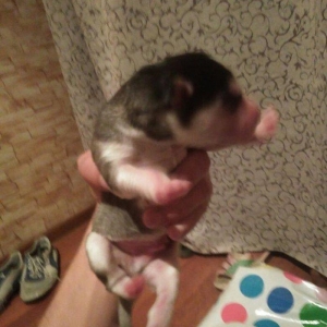 Xaski balalari temiz qan teze olublar. Anasinin atasinin sekli var bax